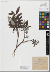 Foto von Salix helvetica Vill.